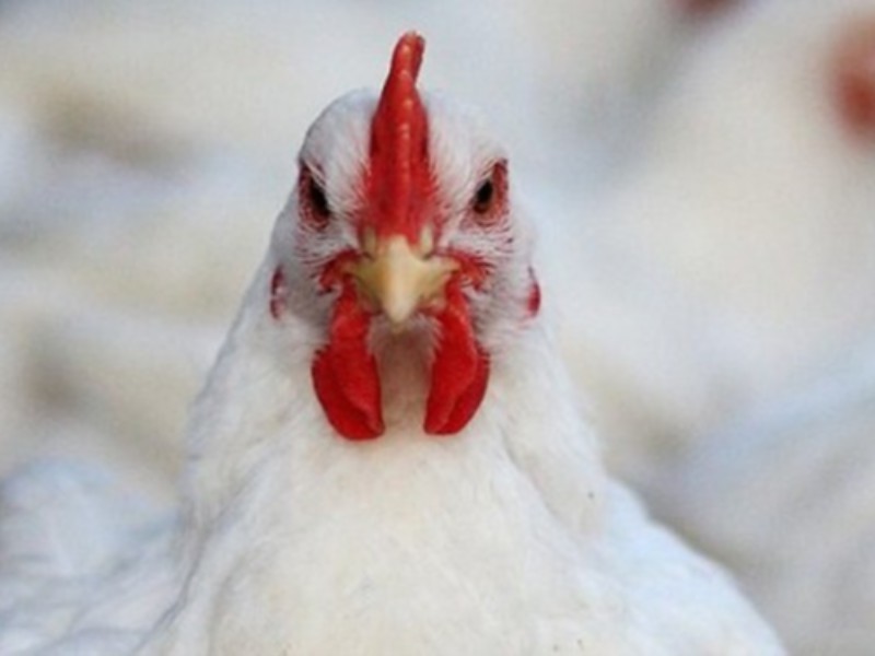 کشف 16 تن مرغ زنده خارج از شبکه توزیع در ایلام