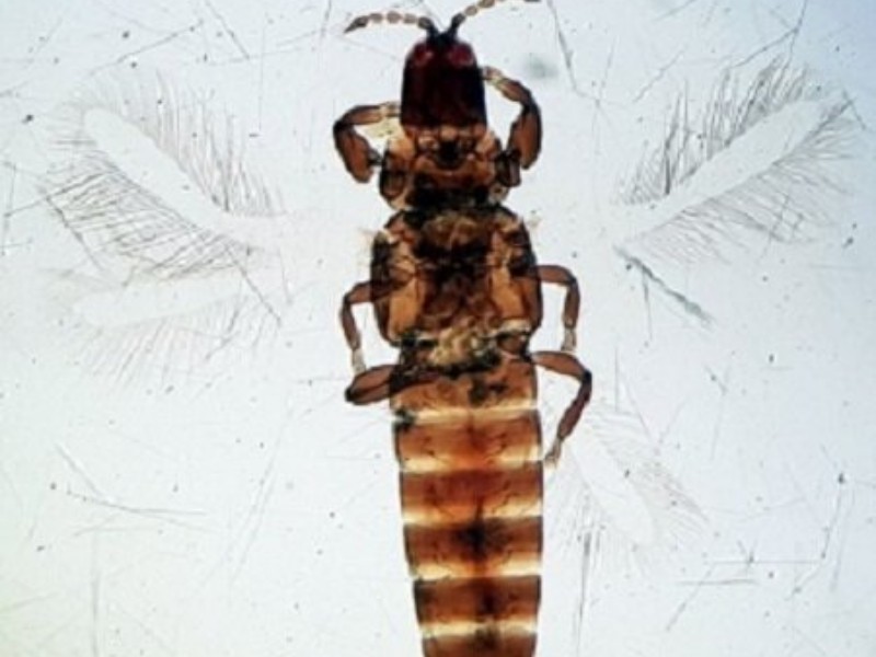 گونه جدید از حشرات ایلام ثبت جهانی شد