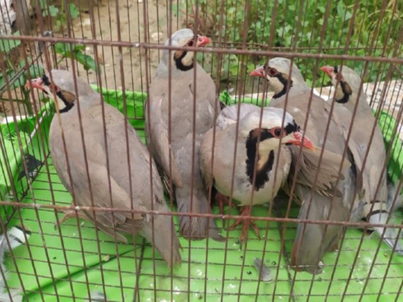 کشف ۱۵ قطعه کبک زنده در سیروان